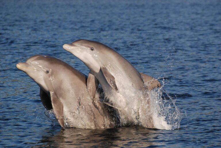 Dolphin Bros With Tight Friend Groups Show Younger Biological Ages